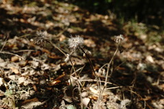 Trifolium hirtum