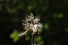 Trifolium hirtum