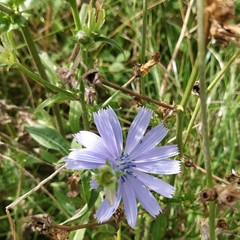 Cichorium intybus intybus