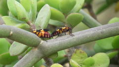 Oncopeltus famelicus