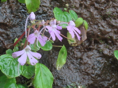 Impatiens acaulis
