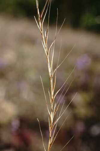 Festuca myuros