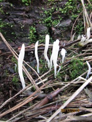 Clavaria fragilis vermicularis