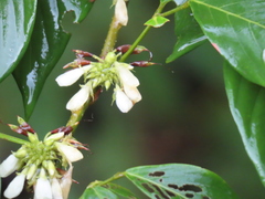 Dendrolobium triangulare