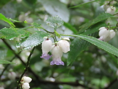 Strobilanthes heyneana
