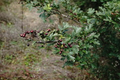 Crataegus pentagyna