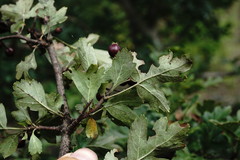 Crataegus pentagyna