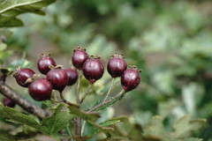 Crataegus pentagyna