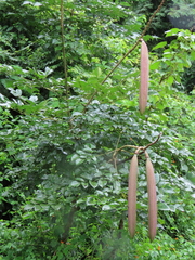 Oroxylum indicum