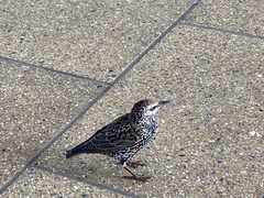 Sturnus vulgaris