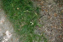Carex leersii