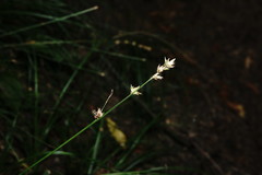 Carex leersii