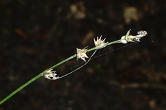Carex leersii