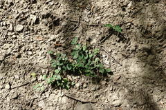 Astragalus glycyphyllos