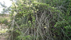 Cynanchum viminale viminale