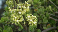 Cynanchum viminale viminale