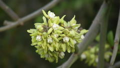 Cynanchum viminale viminale