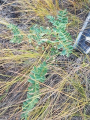 Astragalus propinquus