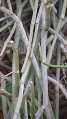 Cynanchum viminale viminale