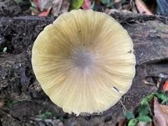 Cyptotrama glabra