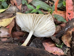 Cyptotrama glabra