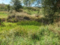 Sparganium erectum