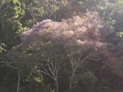 Pterodon emarginatus