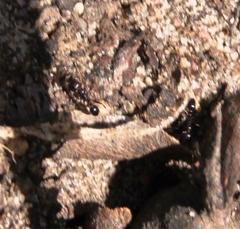 Tetramorium sericeiventre