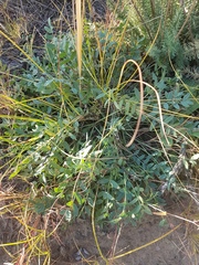 Oxytropis caespitosa