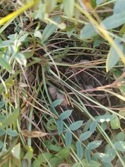 Oxytropis caespitosa