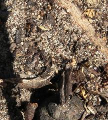 Tetramorium sericeiventre