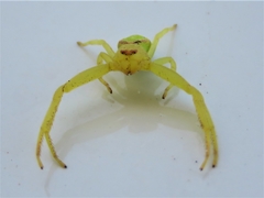 Misumena spinifera
