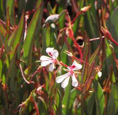 Pelargonium lanceolatum