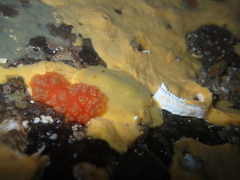Doriopsis granulosa