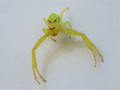 Misumena spinifera
