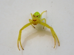 Misumena spinifera