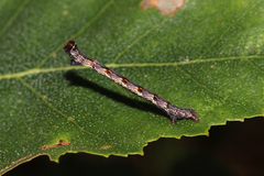 Cyclophora albipunctata
