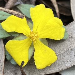 Hibbertia diffusa