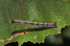 Cyclophora albipunctata