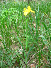 Iris arenaria