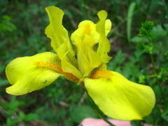 Iris arenaria