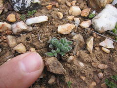 Trichodiadema pygmaeum