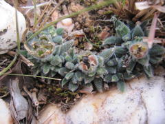 Trichodiadema pygmaeum