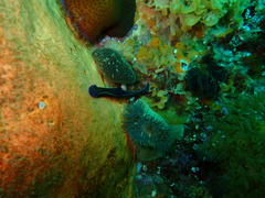 Tambja capensis