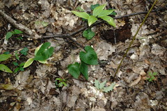 Viola alba dehnhardtii