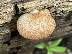Crepidotus badiofloccosus