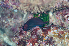 Cirripectes vanderbilti