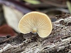 Crepidotus badiofloccosus