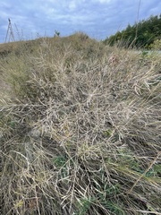 Brassica elongata
