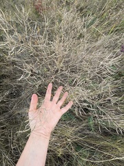 Brassica elongata
